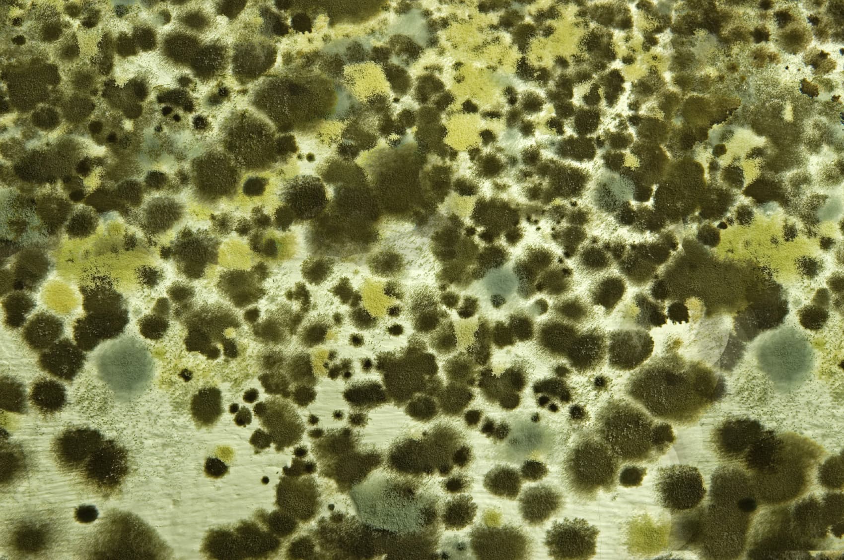 Mould growth on a surface